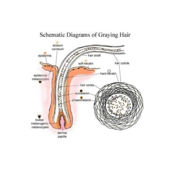 REMINEX 60 GREY HAIR VITAMIN - Image 5