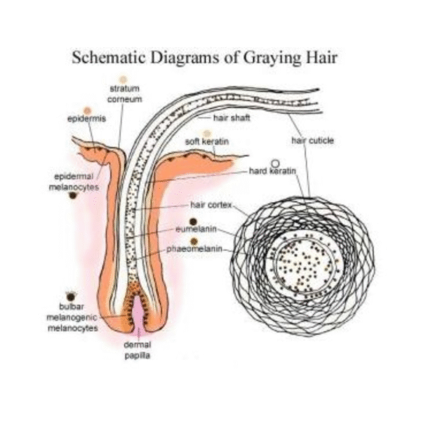 REMINEX GH 1200MG EXTRA STRENGTH GRAY HAIR VITAMIN FOR MEN AND WOMEN - Image 5